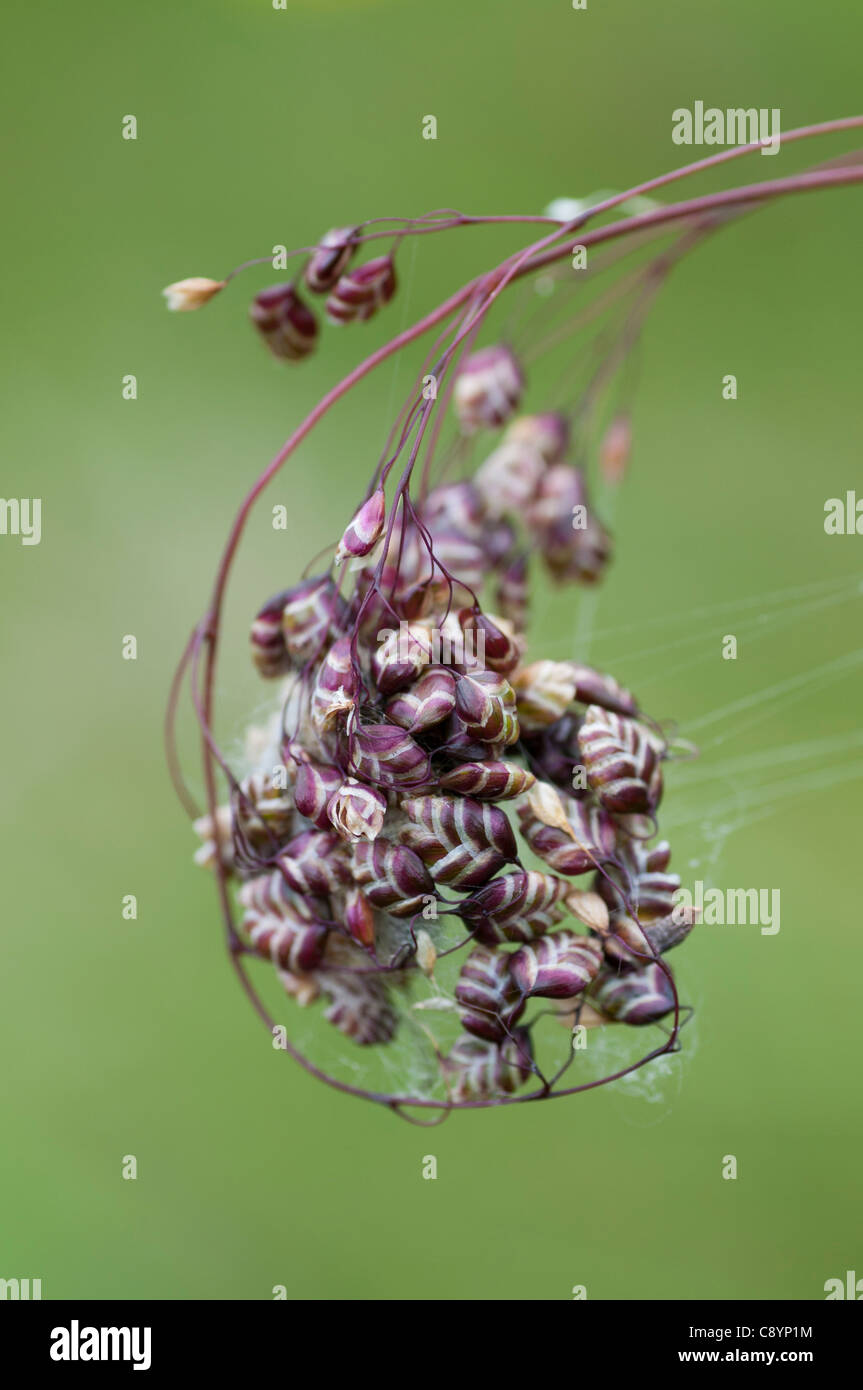 Quaking grass (Briza media) curled up with silk thread Stock Photo