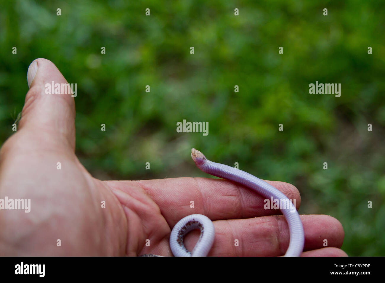 blind snake crawling in a photographers hand. Stock Photo