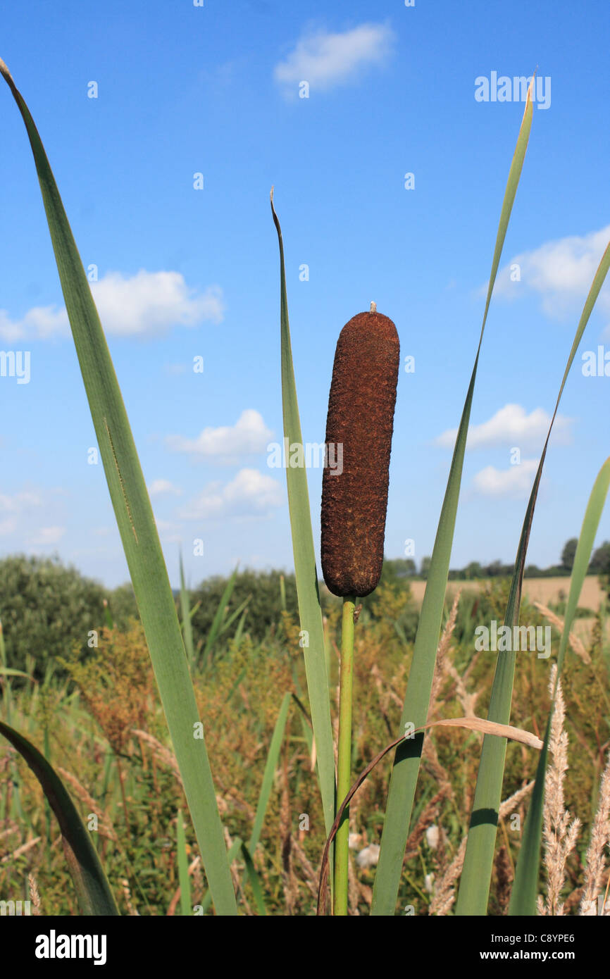 Rattan Plant High Resolution Stock Photography and Images Alamy