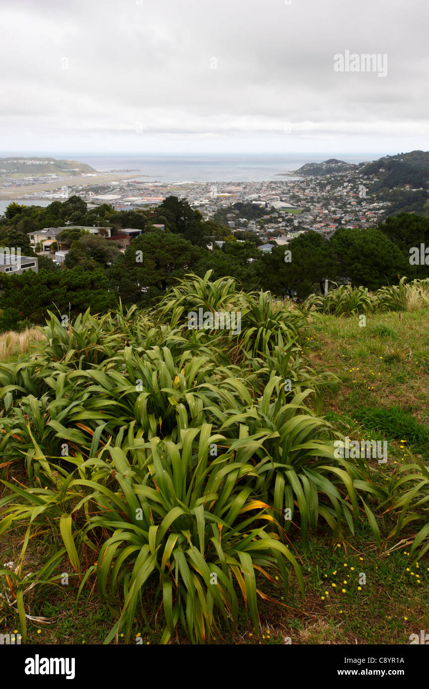A view of Wellington City from Mount Victoria, North Island, New Zealand Stock Photo