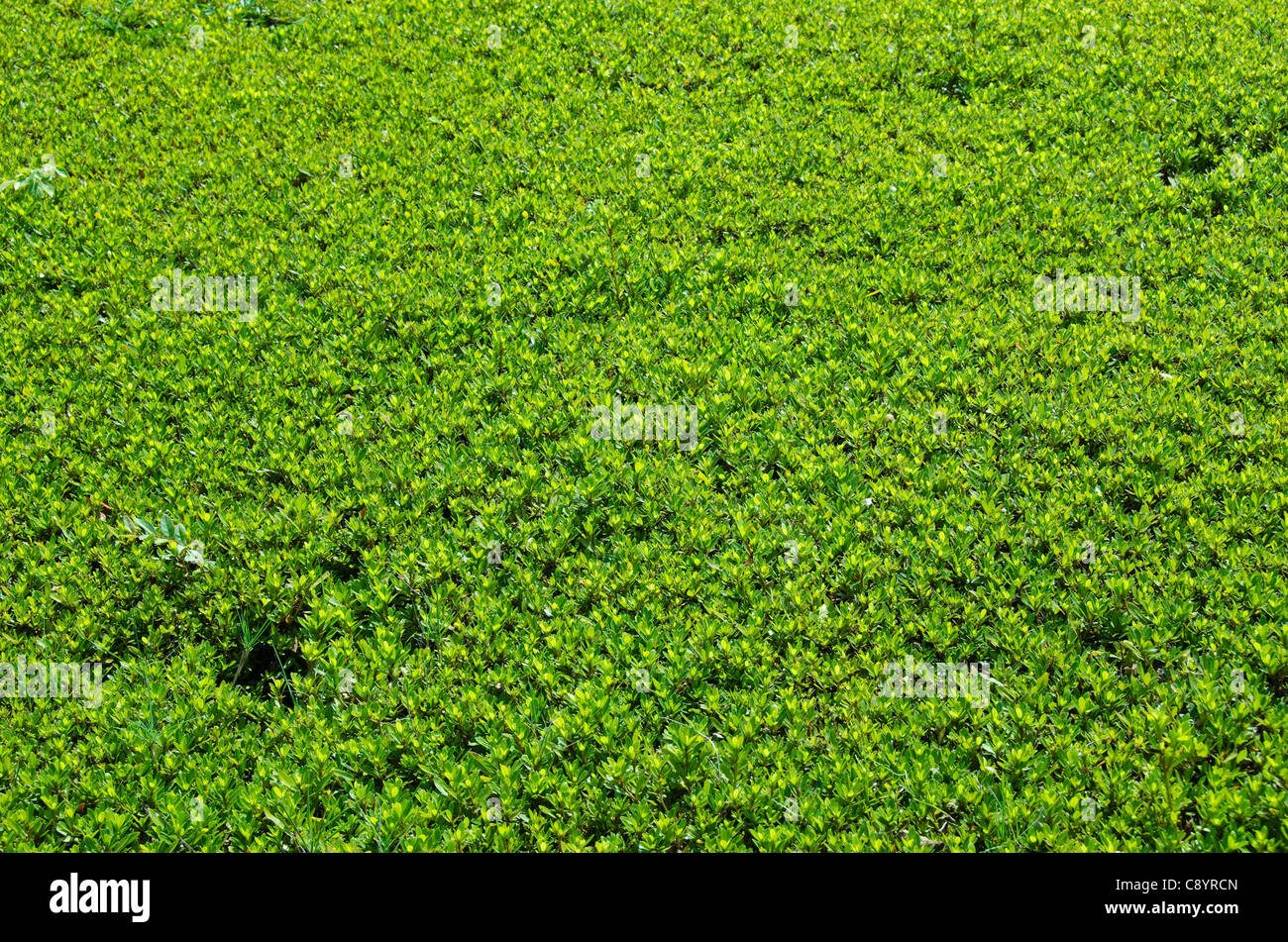 Natural green background made of Satsuki azalea, Rhododendron indicum Stock Photo