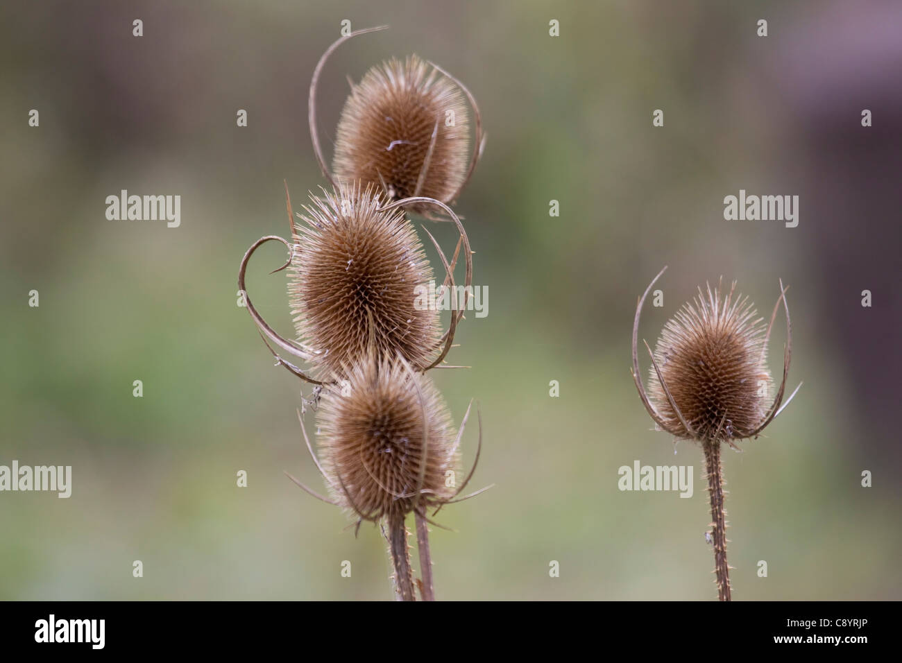 Dried Teasel Heads Dipsacus from the flowering plant family Dipsacaceae in winter Stock Photo