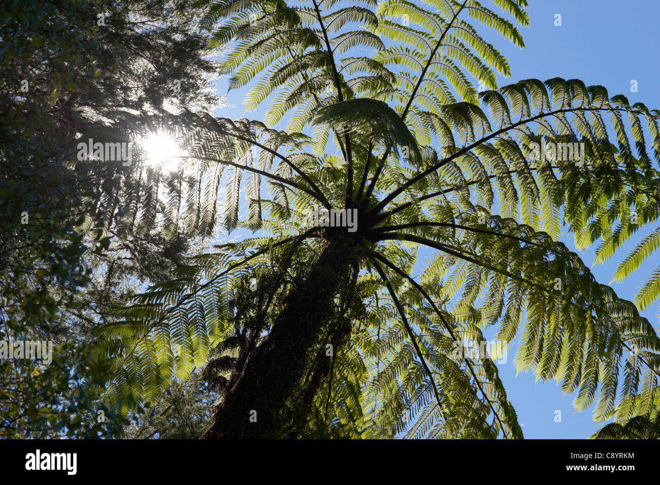 New zealand tree fern fronds hi-res stock photography and images - Alamy