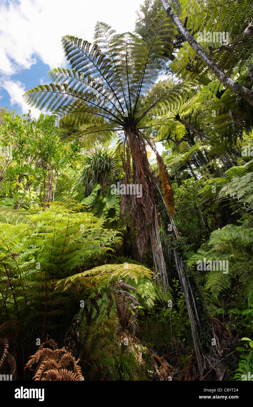 Giant Tree Ferns New Zealand High Resolution Stock Photography and ...