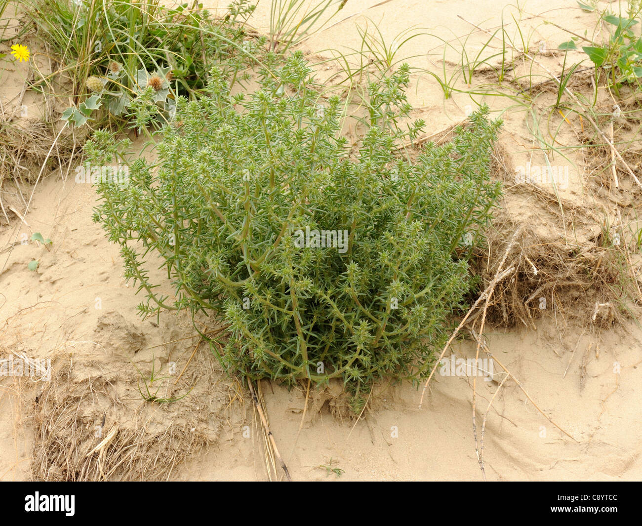 Prickly Saltwort, salsola kali Stock Photo