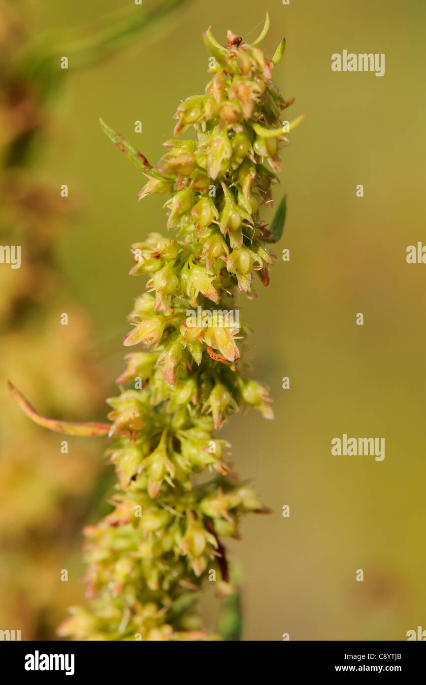 Marsh Dock, rumex palustris Stock Photo