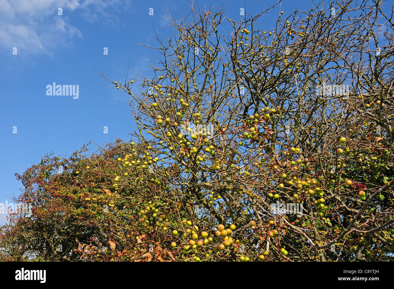 Wild apples Malus sylvestris growing in hedgerow. September. Stock Photo
