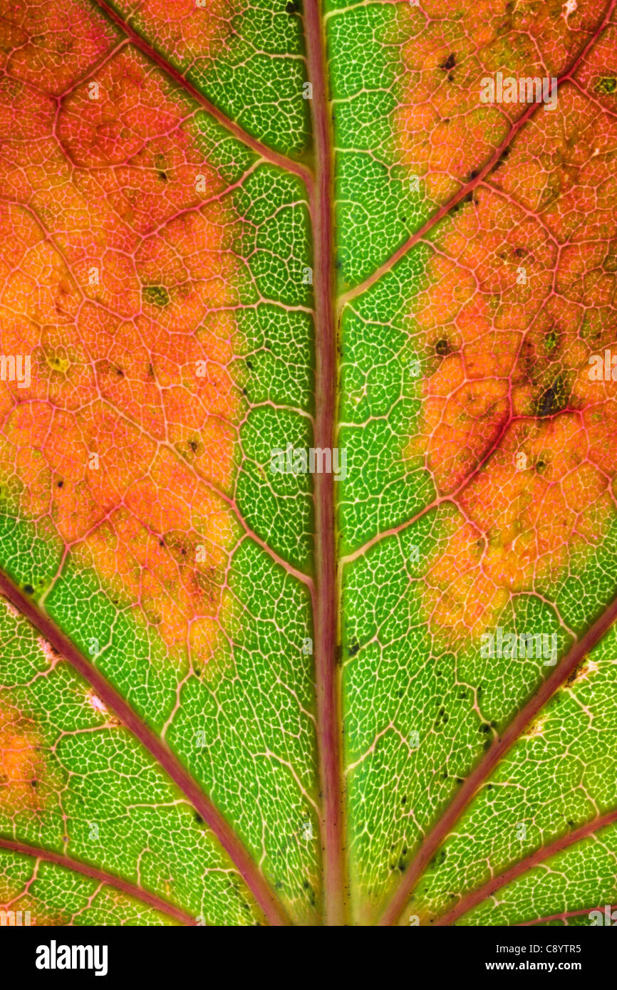 Close up of an autumn leaf Stock Photo - Alamy