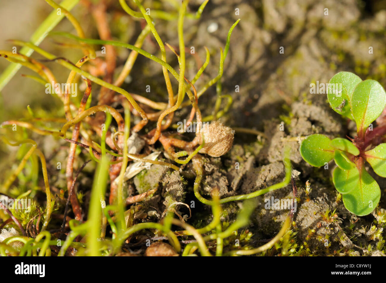 Pillwort, Pilularia globulifera Stock Photo
