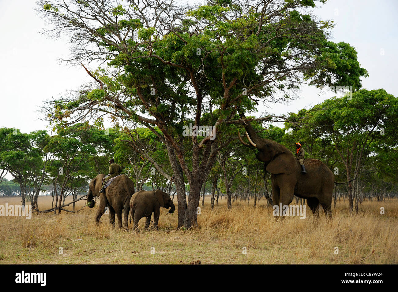 African elephants enjoying the freedom of Imire Safari Ranch in Marondera, Zimbabwe. Stock Photo