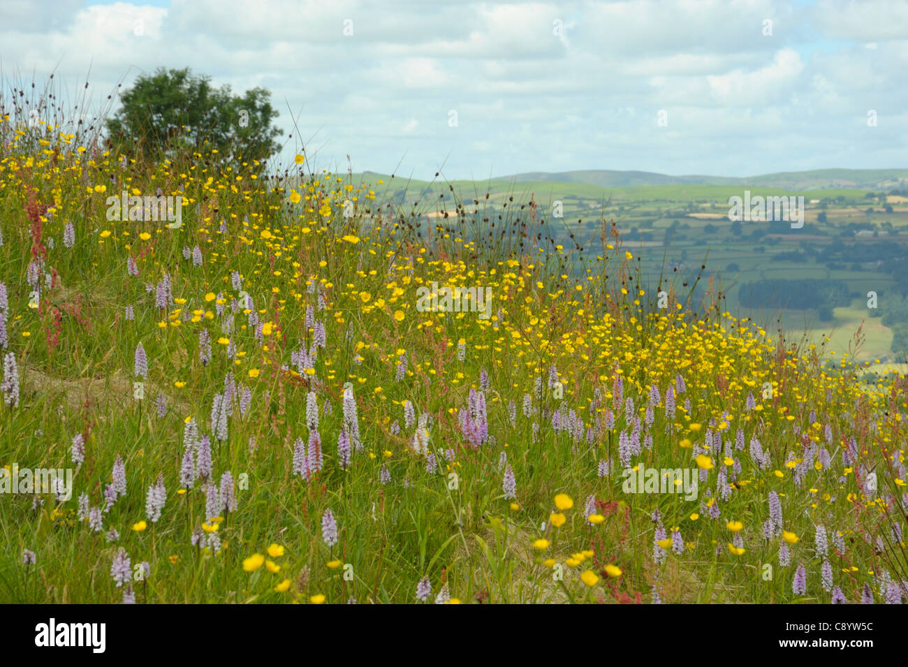 Orchid meadow, Breconshire Stock Photo