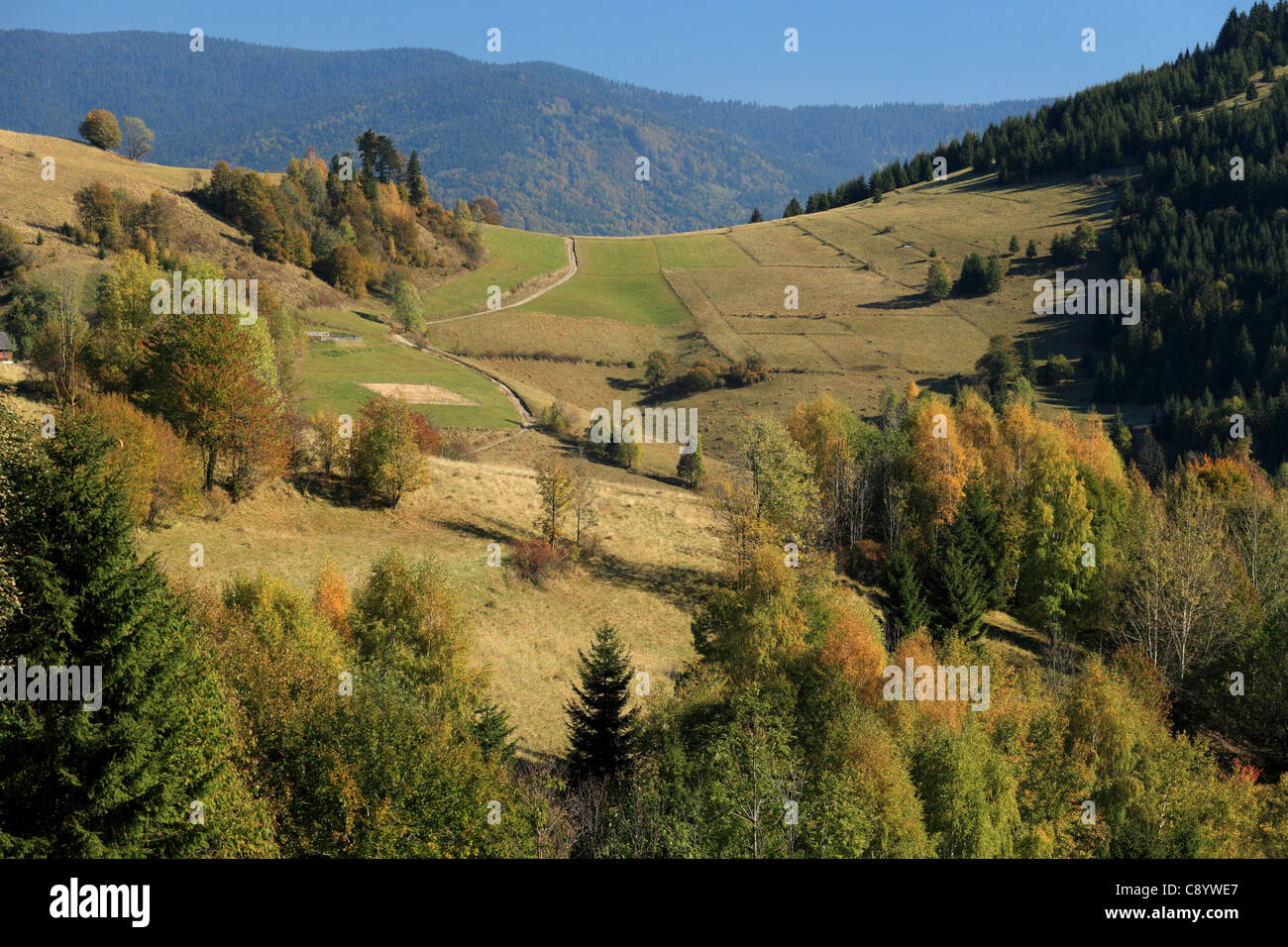 The autumnal colours of forest at village Zazriva (part Koncita) in Orava region, Slovakia. Stock Photo
