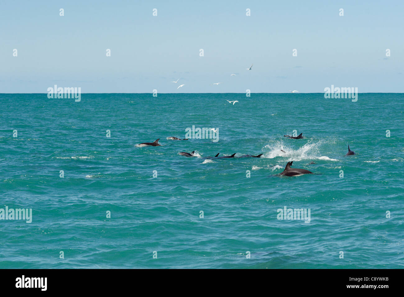Dusky Dolphins in the sea around Kaikoura, New Zealand Stock Photo