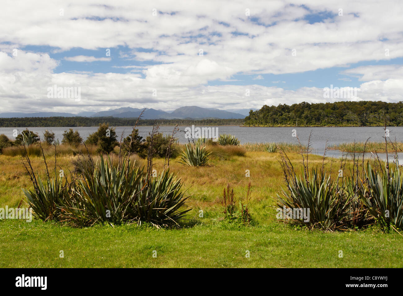 Flax (Phormium tenax) growing by Lake Mahinapua, West Coast, South Island, New Zealand Stock Photo