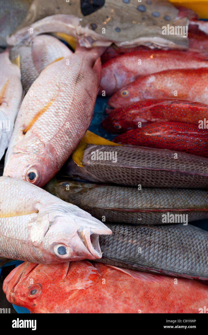 Fresh fish in Philippines Market in Kota Kinabalu, Sabah, Borneo, Malaysia  Stock Photo - Alamy