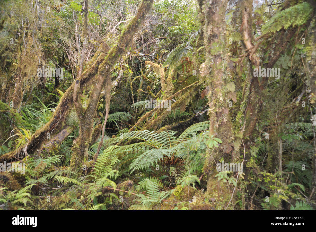 New Zealand’s temperate rainforest floor is festooned with mosses ferns, grasses, flaxes, liverworts, all in perfect harmony. Stock Photo
