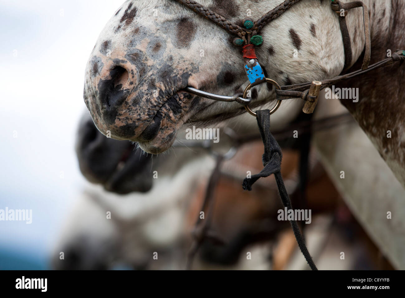 Horses mouth bit hires stock photography and images Alamy