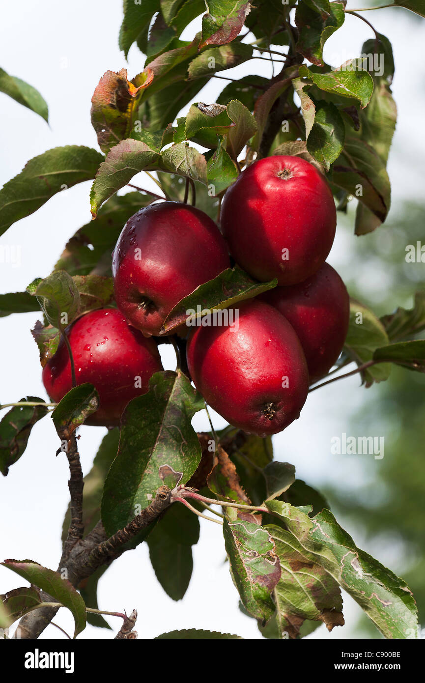 A Bunch of Ripe Red Eating Apples in an Apple Tree in an Oxfordshire
