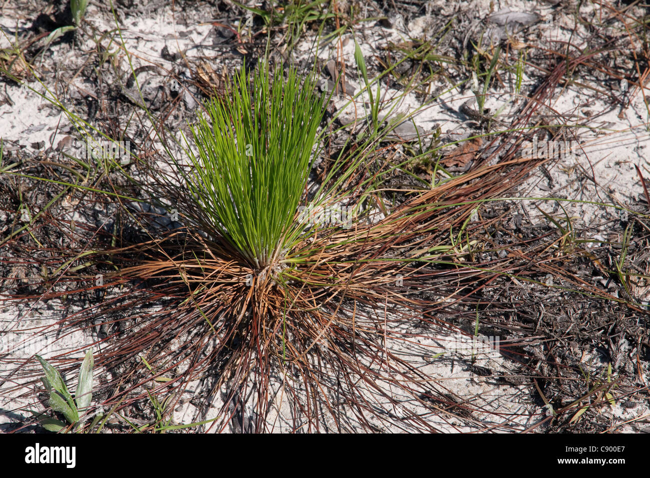 Longleaf Pine Pinus palustris sapling Southeastern USA Stock Photo
