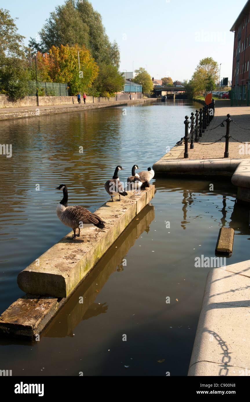 Canada geese (Branta canadensis) on the Leeds and Liverpool Canal at Wigan,  Greater Manchester, England, UK Stock Photo - Alamy