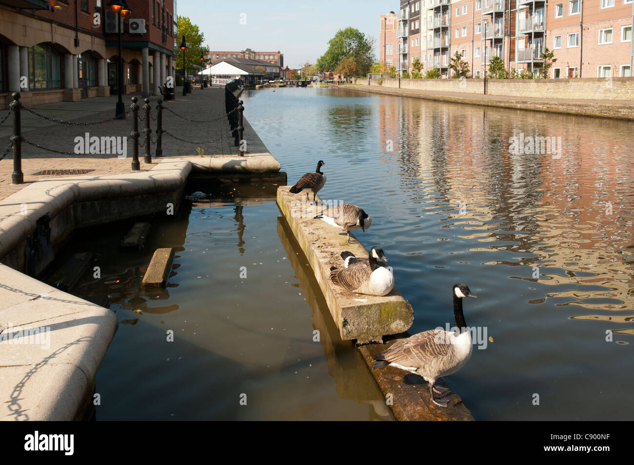 Canada geese (Branta canadensis) on the Leeds and Liverpool Canal at Wigan, Greater Manchester, England, UK Stock Photo