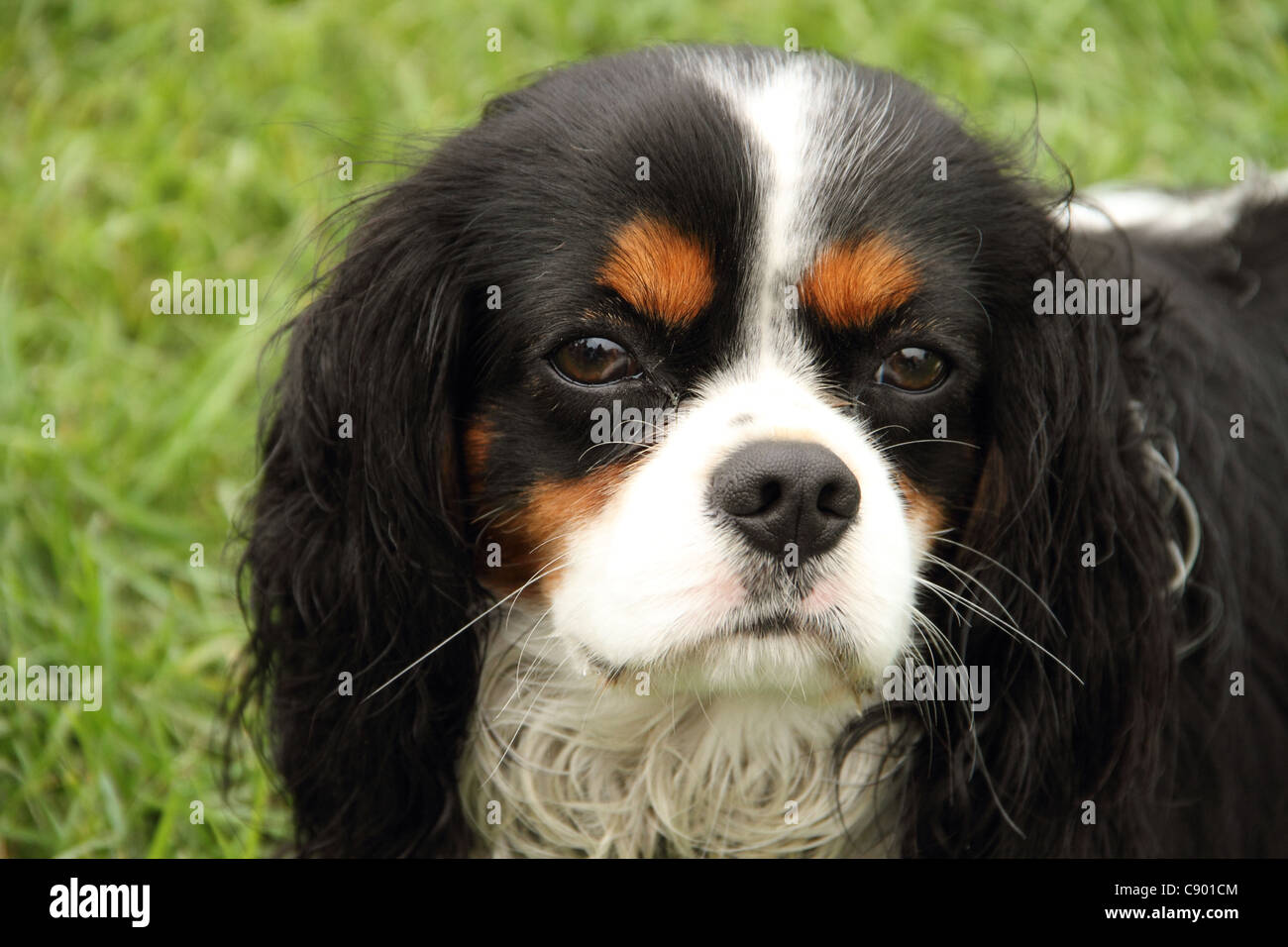 cavalier dog black