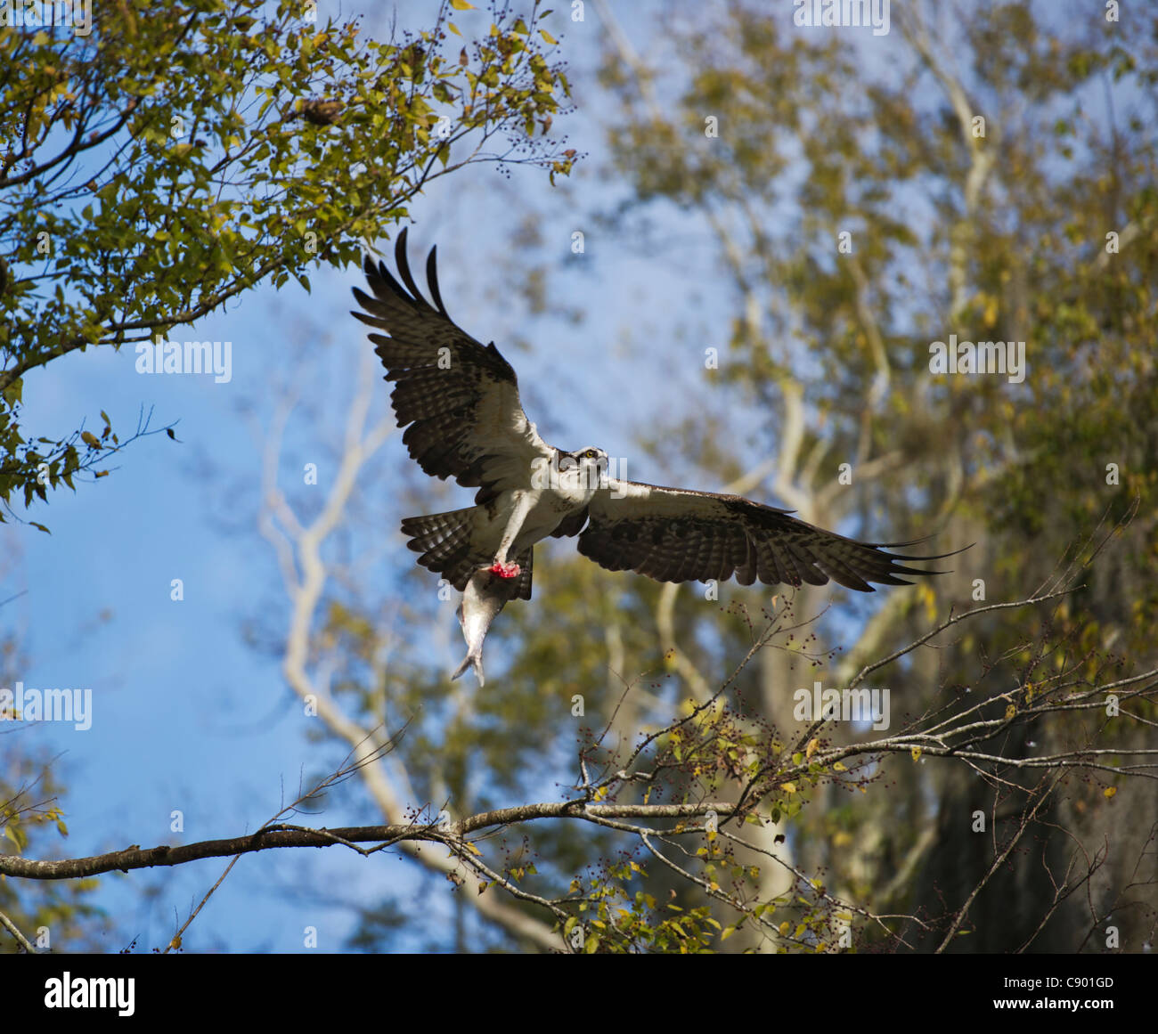 Florida Osprey and his fresh fish catch on the Haines Creek River in Lake County Leesburg, Florida Stock Photo