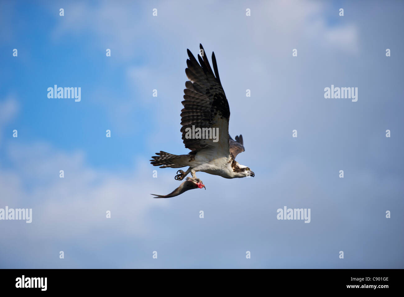 Florida Osprey and his fresh fish catch on the Haines Creek River in