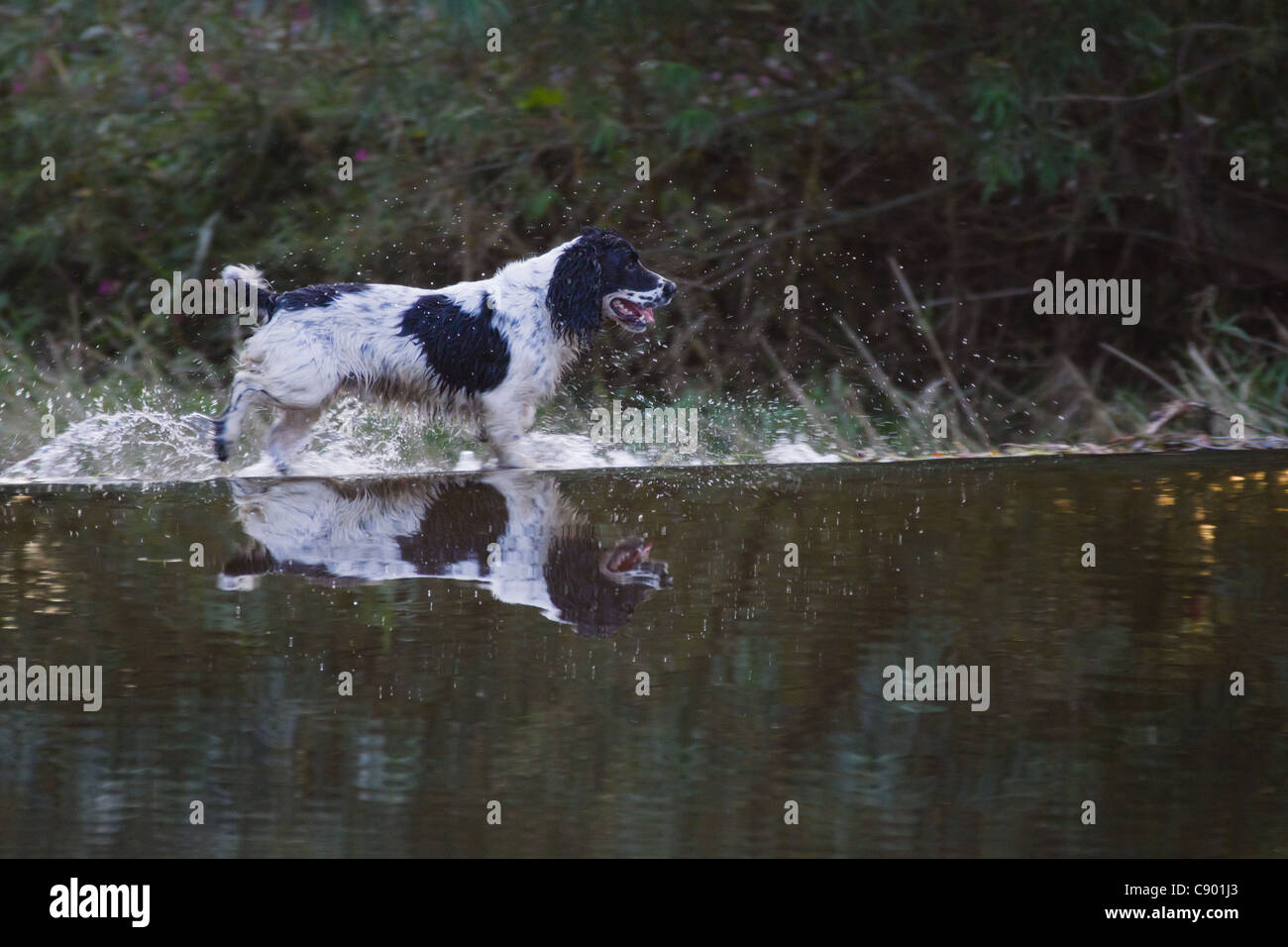Tweed water spaniel hires stock photography and images Alamy
