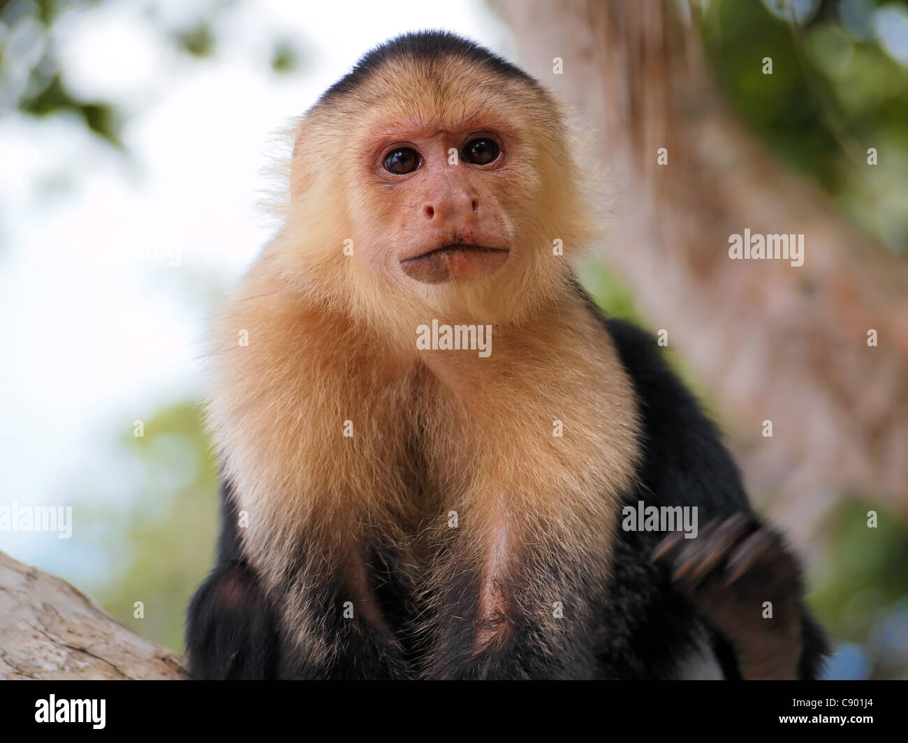 Head of White-faced capuchin monkey, national park of Cahuita, Caribbean, Costa Rica Stock Photo