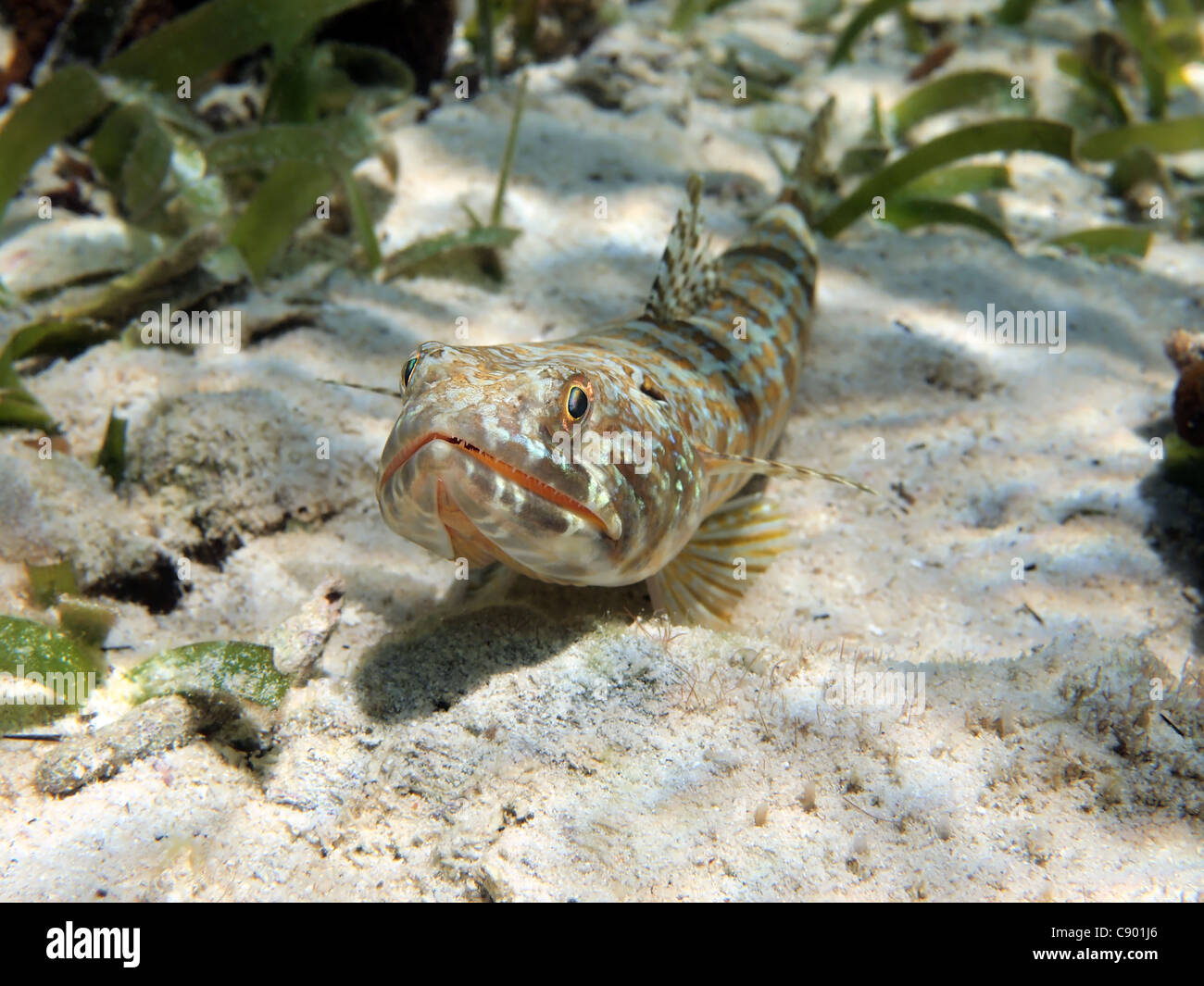 Close-up view of Sand diver fish Synodus intermedius, Caribbean sea, Costa Rica Stock Photo