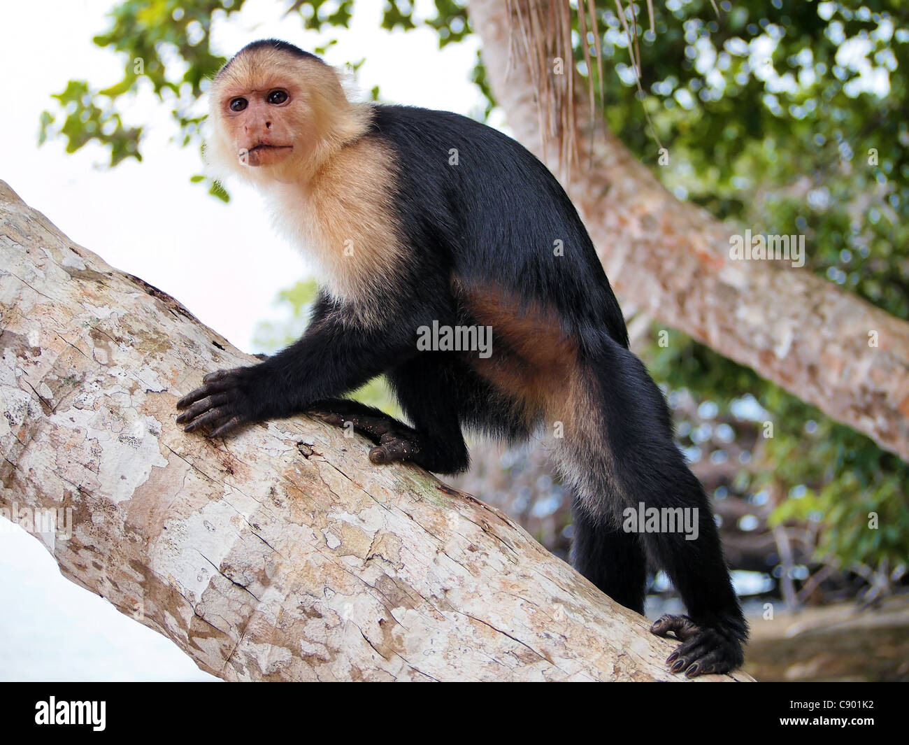 White-faced capuchin monkey on coconut tree, national park of Cahuita, Caribbean, Costa Rica Stock Photo