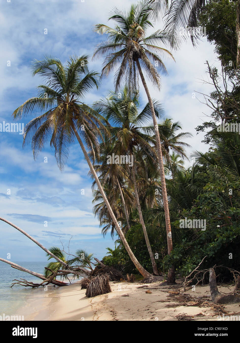 Coconuts trees on the beach, Caribbean, Costa Rica Stock Photo Alamy