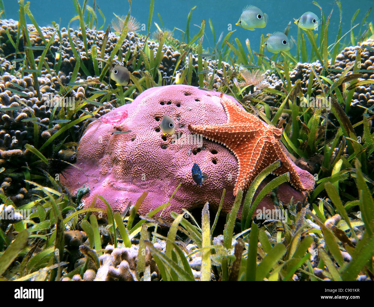 Starfish on hard coral with school of colorful tropical fish, Caribbean sea Stock Photo