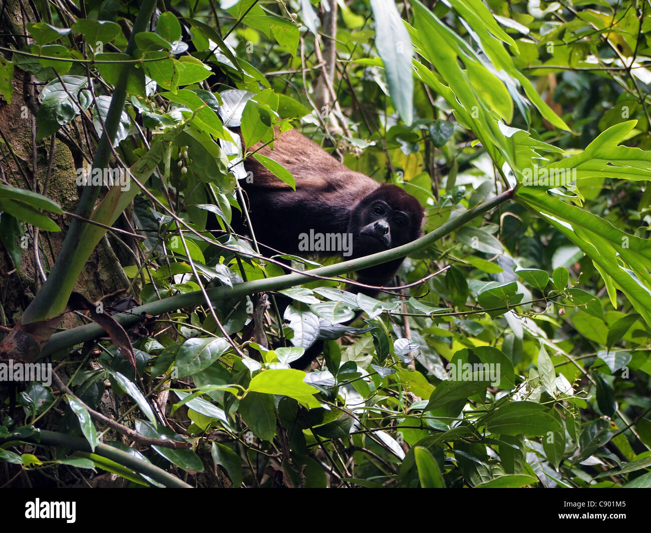 Mantled howler monkey into tropical vegetation, Alouatta palliata cahuita national park, costa rica, central america Stock Photo