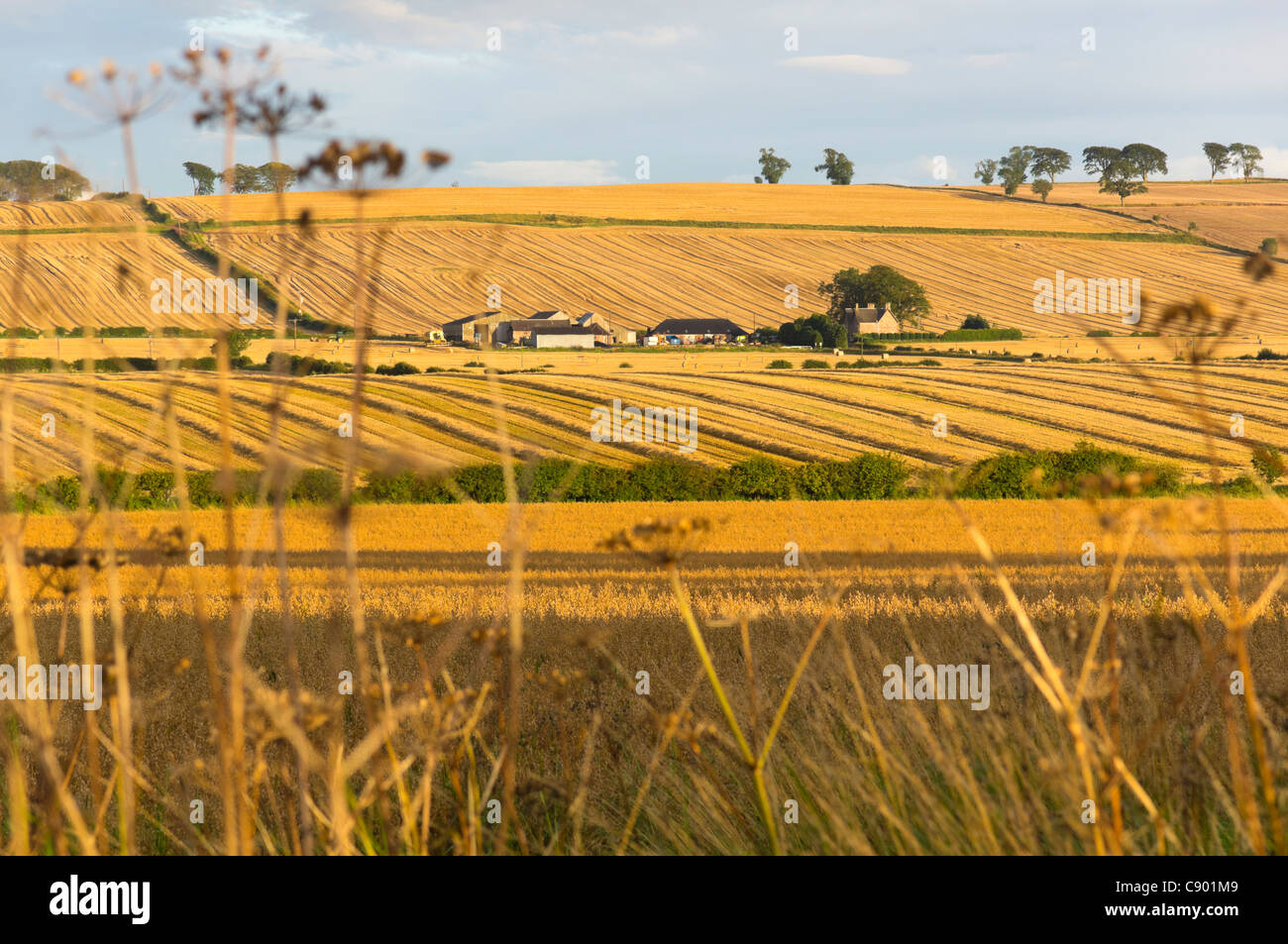 Harvest colours UK - golden harvest fields in the Glen Valley south of Wooler, Northumberland, England. Stock Photo