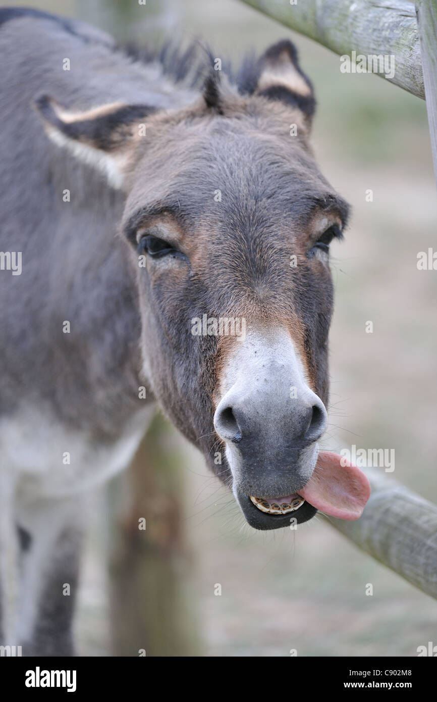Domestic donkey (Equus asinus asinus) sticking out its tongue Stock
