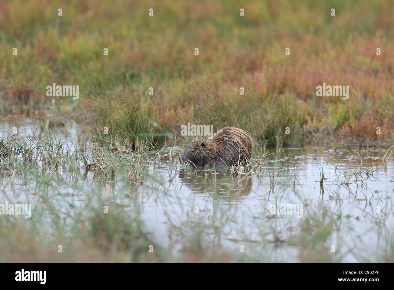 Coypu River rat Nutria (Myocastor coypus) adult eating plants in