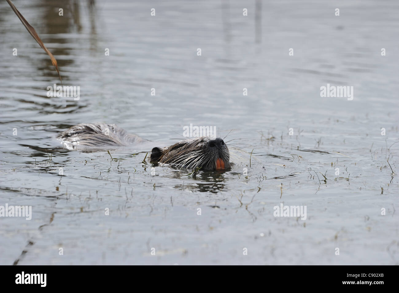 Coypu River rat Nutria (Myocastor coypus) adult eating plants in