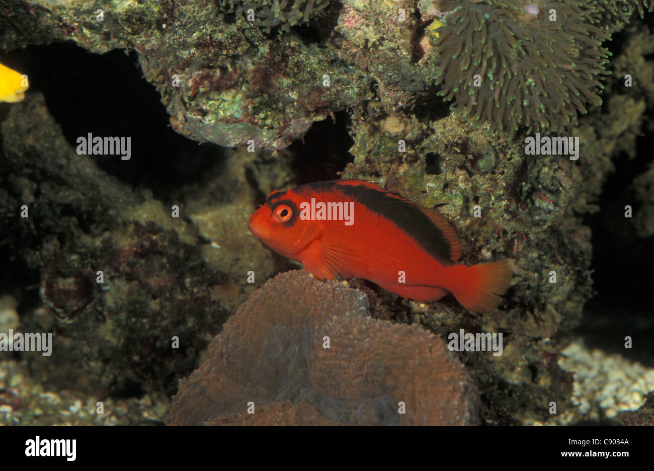 Flame hawkfish - Red hawkfish - Scarlet hawkfish (Neocirrhites armatus) swimming amongst sea anemones on a coral reef Stock Photo