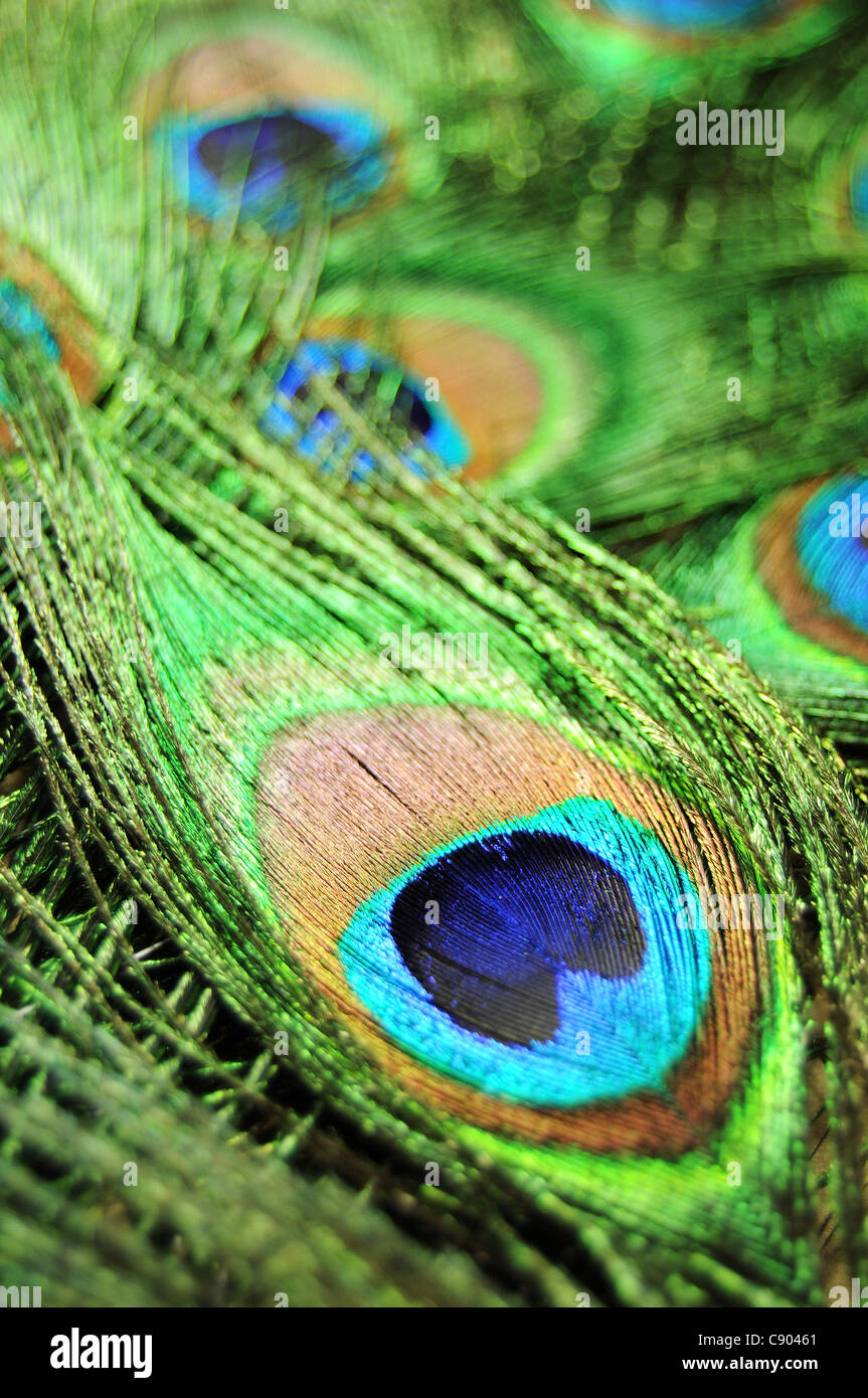 Iridescence peacock feathers hires stock photography and images Alamy