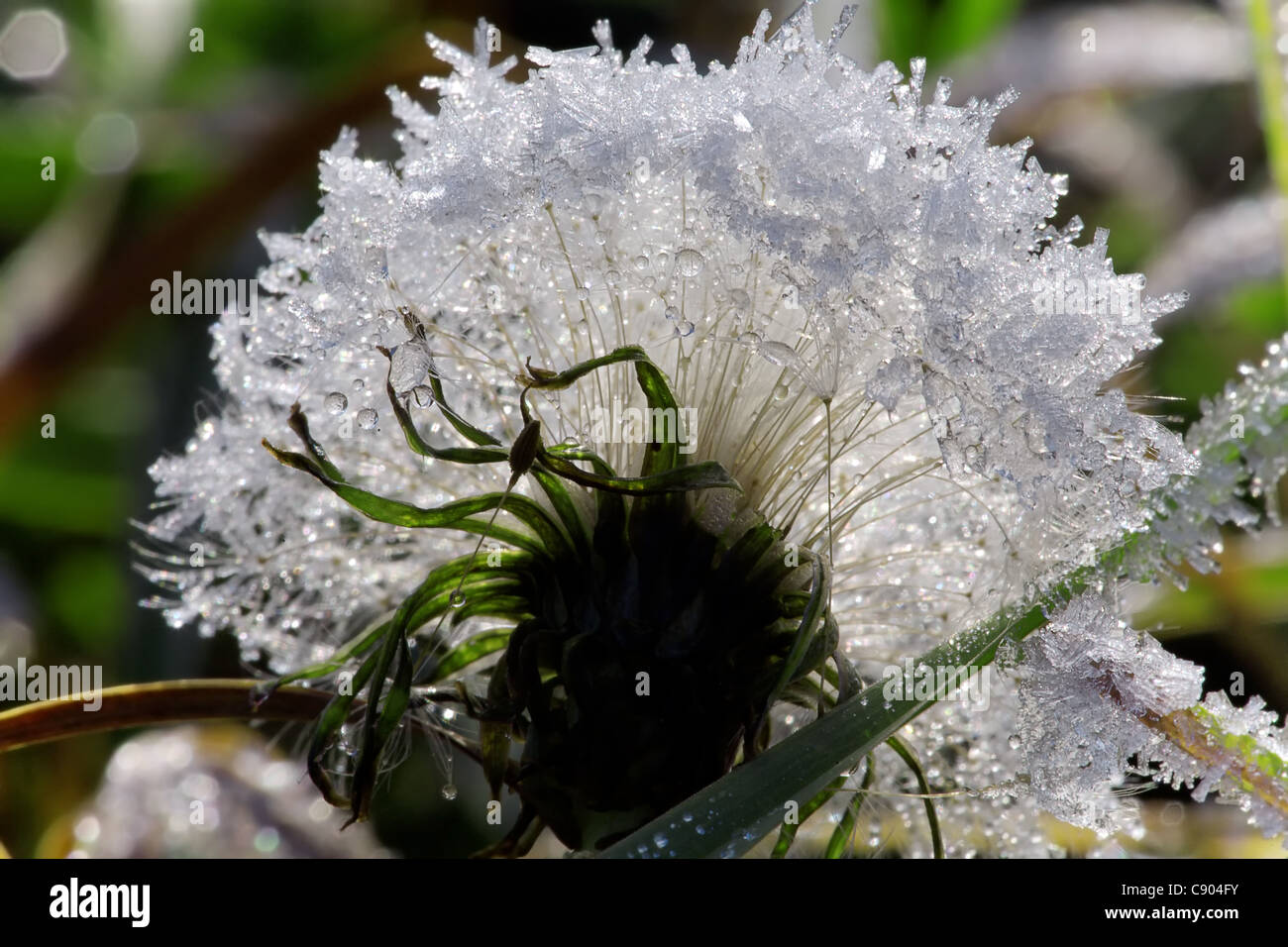 Dandelion in the frozen dew Stock Photo