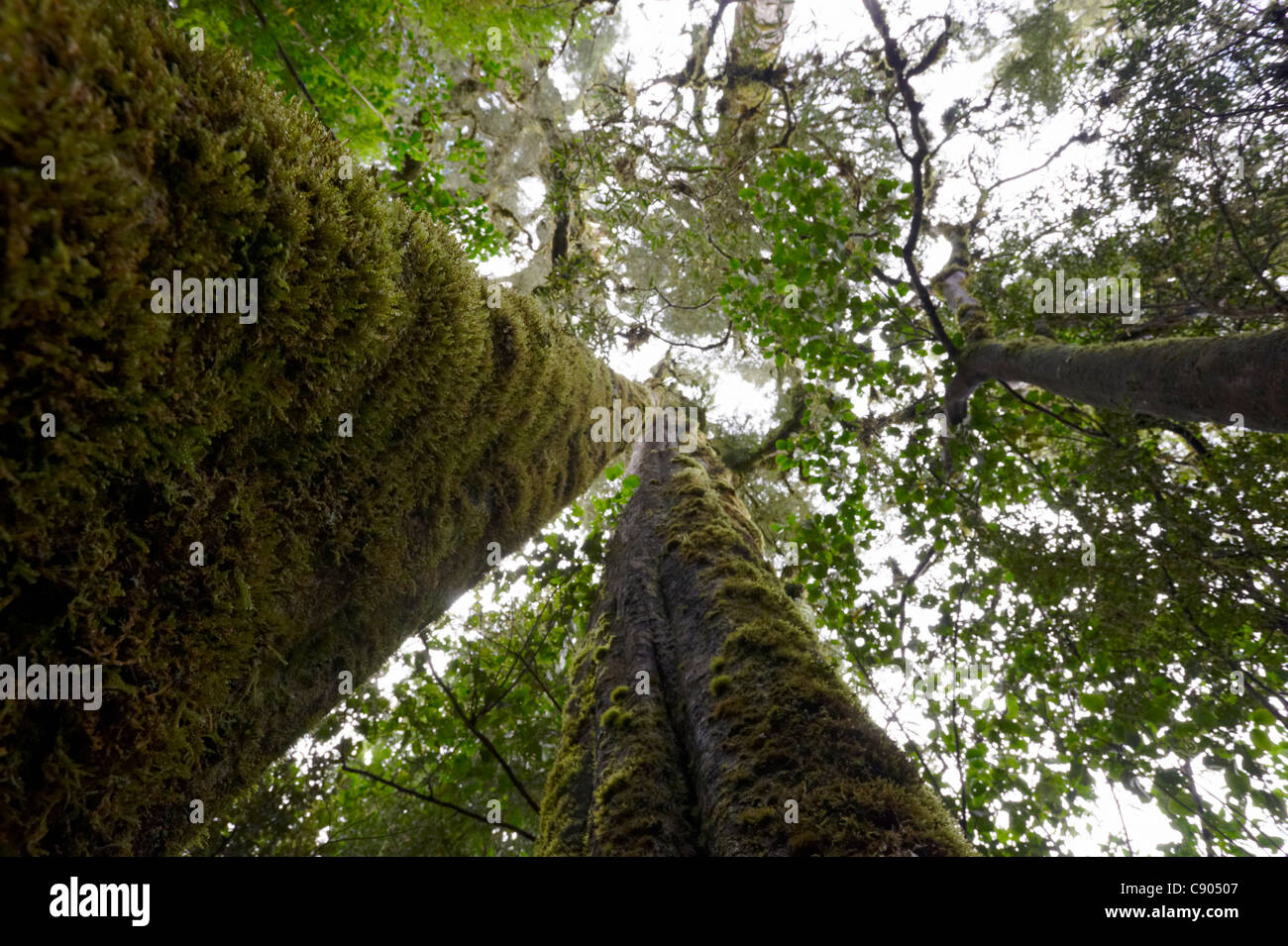 Dacrycarpus dacrydioides; White Pine tree covered in moss in temperate forest, Westland National Park, South Island, New Zealand Stock Photo