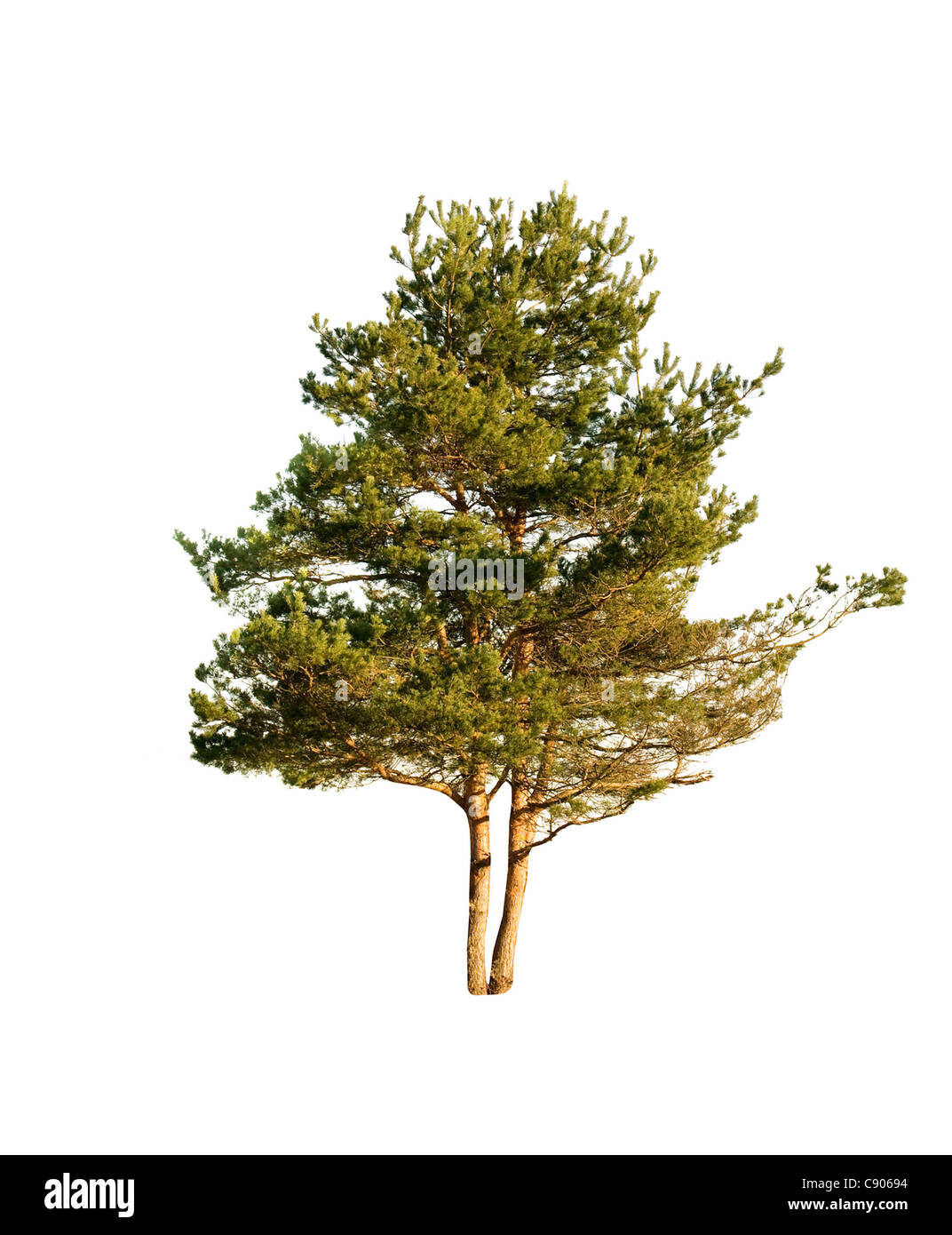 pine is isolated on white background Stock Photo