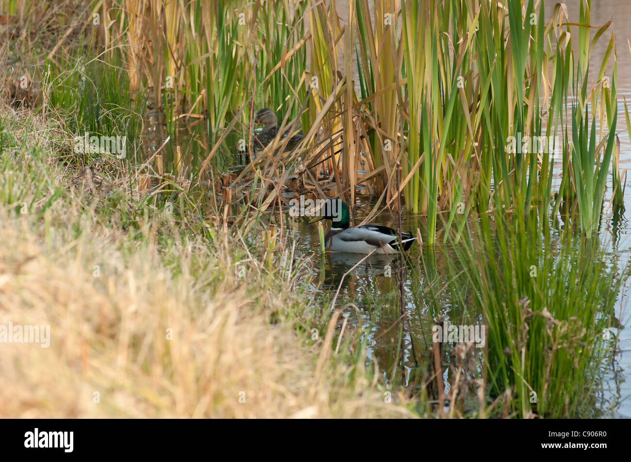 Duck And Reeds High Resolution Stock Photography and Images Alamy