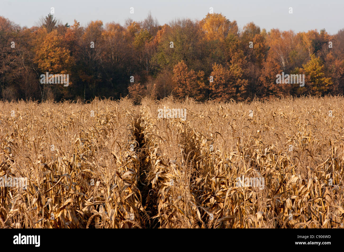 Field corn. Corn on the stalk. Stock Photo