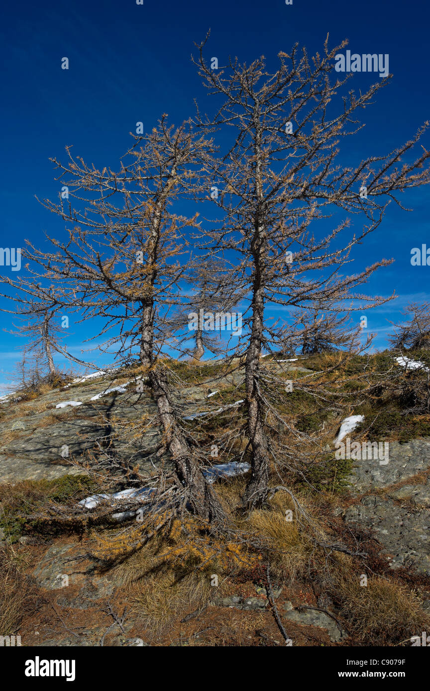 Italy, Aosta valley, mountain landscape with larches Stock Photo