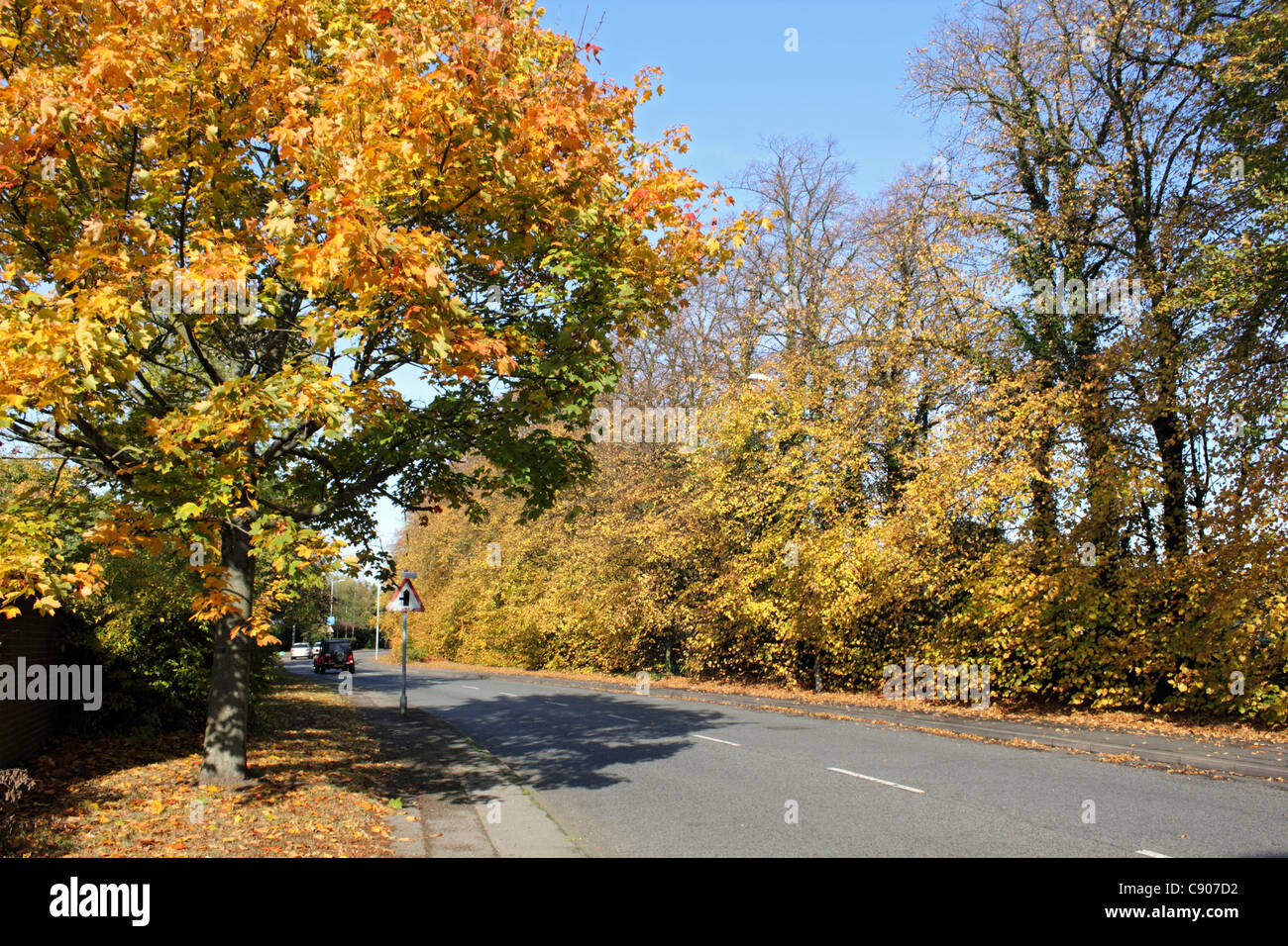 Row of golden leaved lime trees on suburban road. Feltham West London England UK Stock Photo Alamy