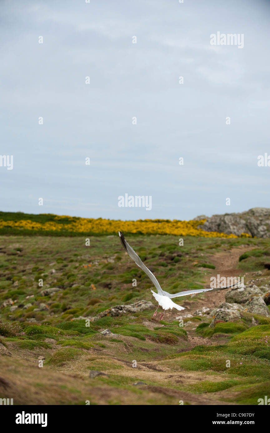 Herring Gull, Larus argentatus, in flight Stock Photo