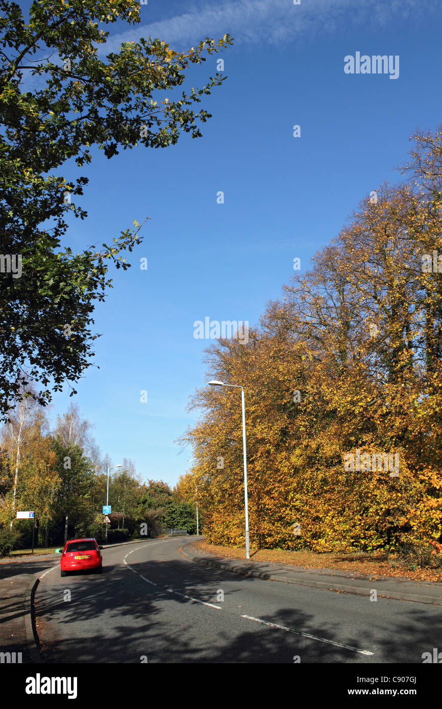 Row of golden leaved lime trees on suburban road. Feltham West London England UK Stock Photo Alamy